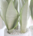 Sansevieria Moonshine - Plant Studio LLC