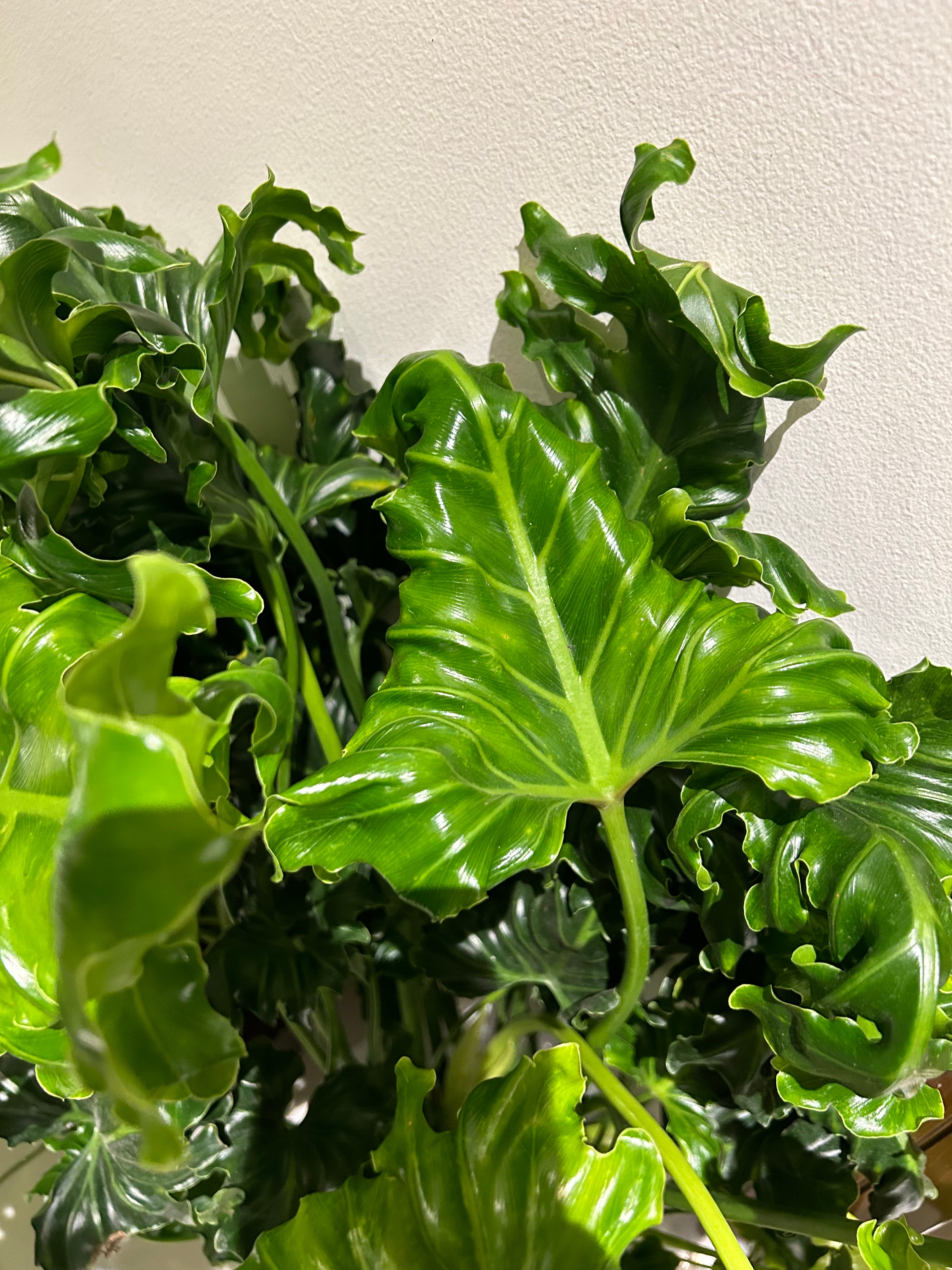 Philodendron Atlantis - Plant Studio LLC