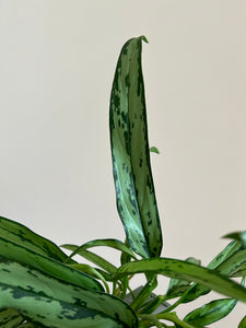 Aglaonema Cutlass