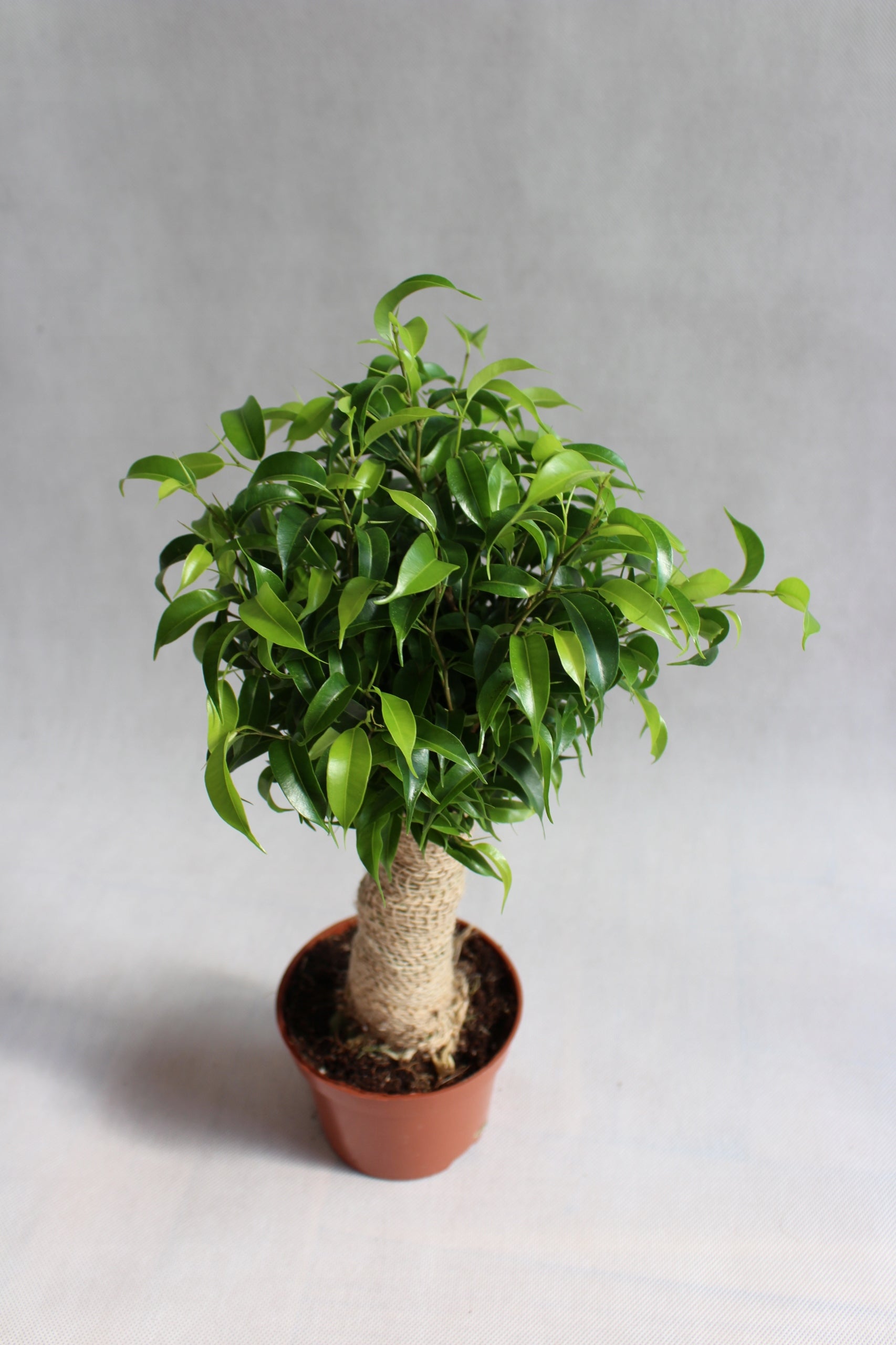 Ficus Natasja 'Little Tree' - Plant Studio LLC