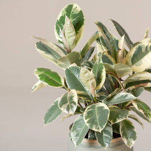 Ficus Elastica 'Tineke'