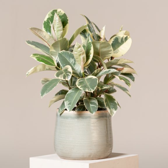 Ficus Elastica 'Tineke'