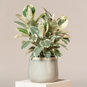 Ficus Elastica 'Tineke'