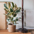 Ficus Elastica 'Tineke' - Plant Studio LLC