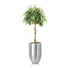 Ficus Amstel King - Plant Studio LLC