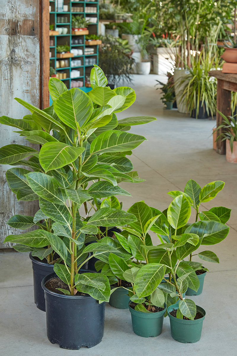 Ficus Altissima Audrey - Plant Studio LLC