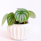 Peperomia Argyeria 'Watermelon' - Plant Studio LLC