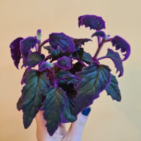 Gynura 'Purple Passion'