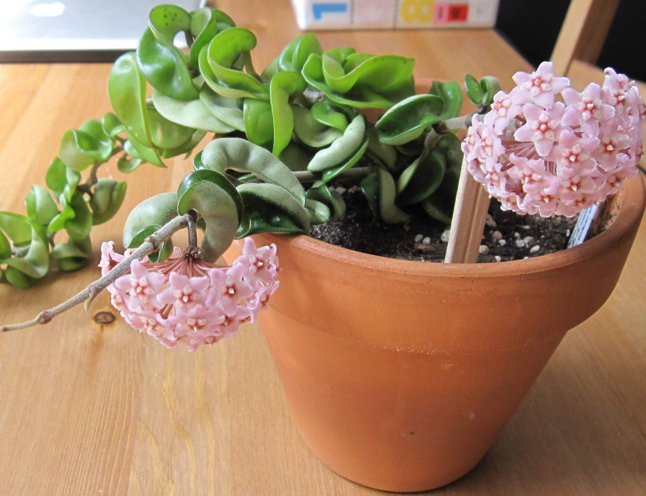 Hoya Carnosa Compacta 'Hindu Rope' - Plant Studio LLC