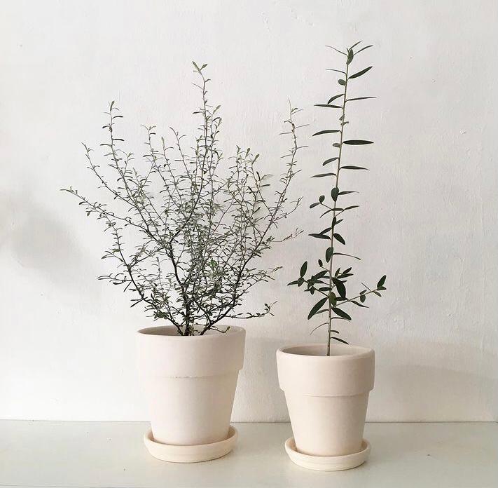 Corokia Maori Silver