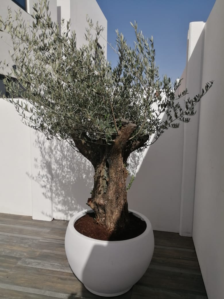 Old Trunk Olive Tree - Plant Studio LLC