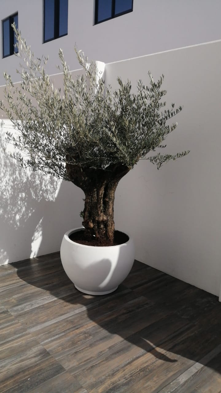 Old Trunk Olive Tree - Plant Studio LLC
