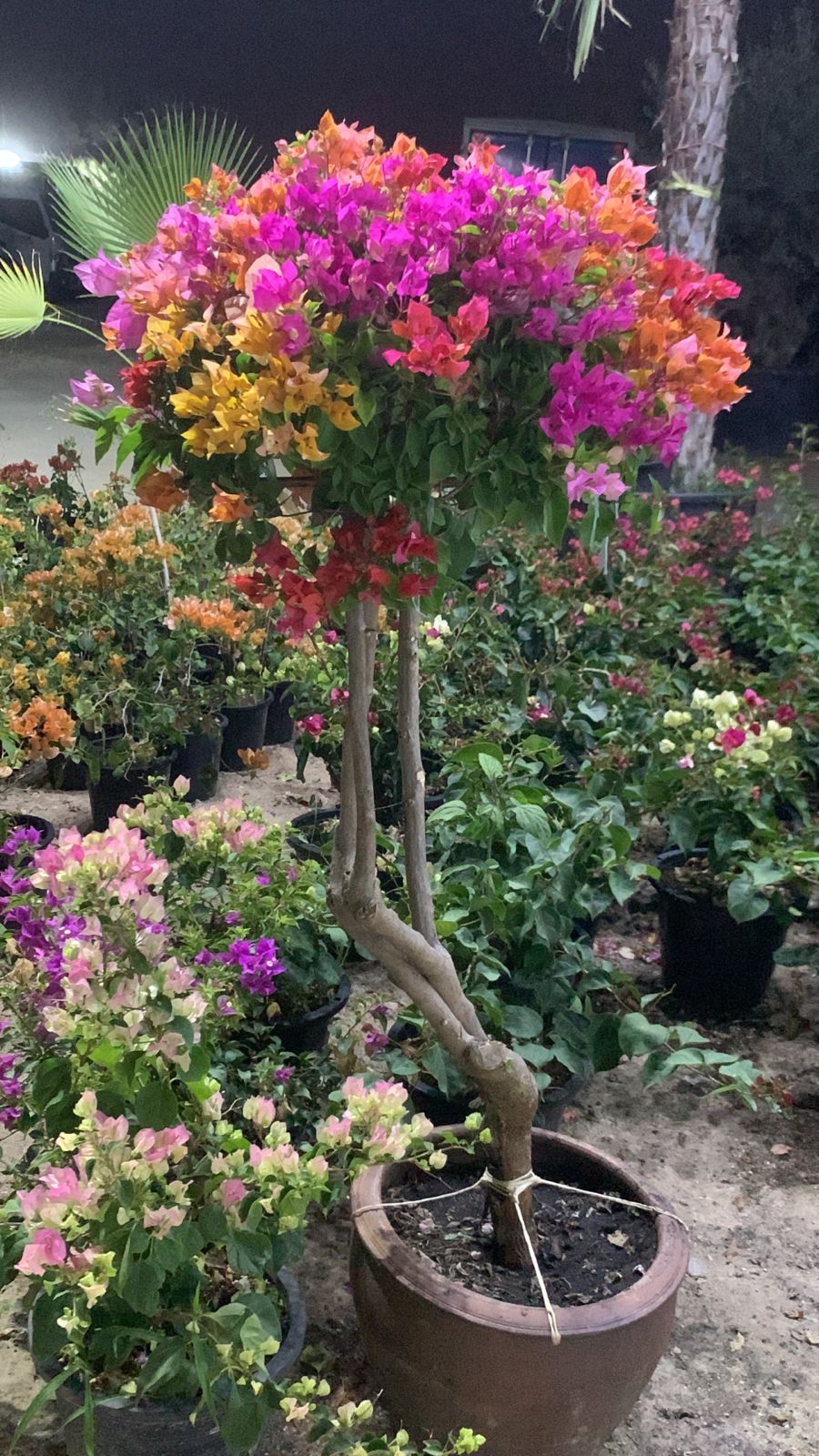 Bougainvillea Pompom - Plant Studio LLC