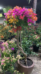 Bougainvillea Pompom