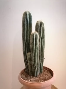 Multiple Heads Cereus Tetragonus 40-60cm