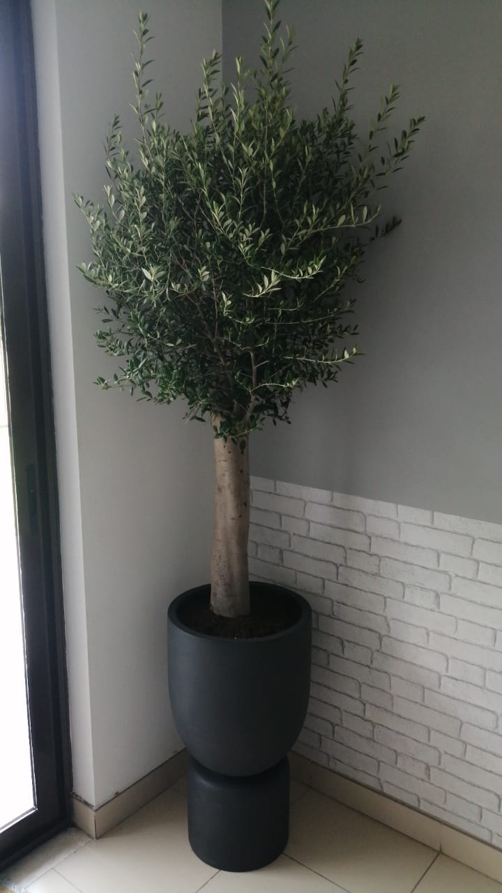 Olea Europaea 'Olive Tree' - Plant Studio LLC