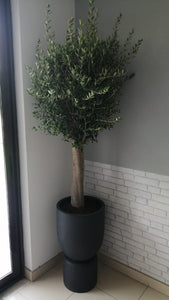 Olea Europaea 'Olive Tree'
