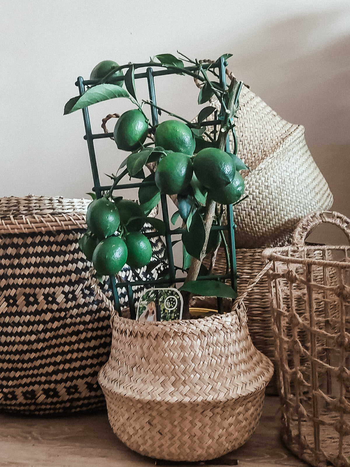 Lemon in Trellis