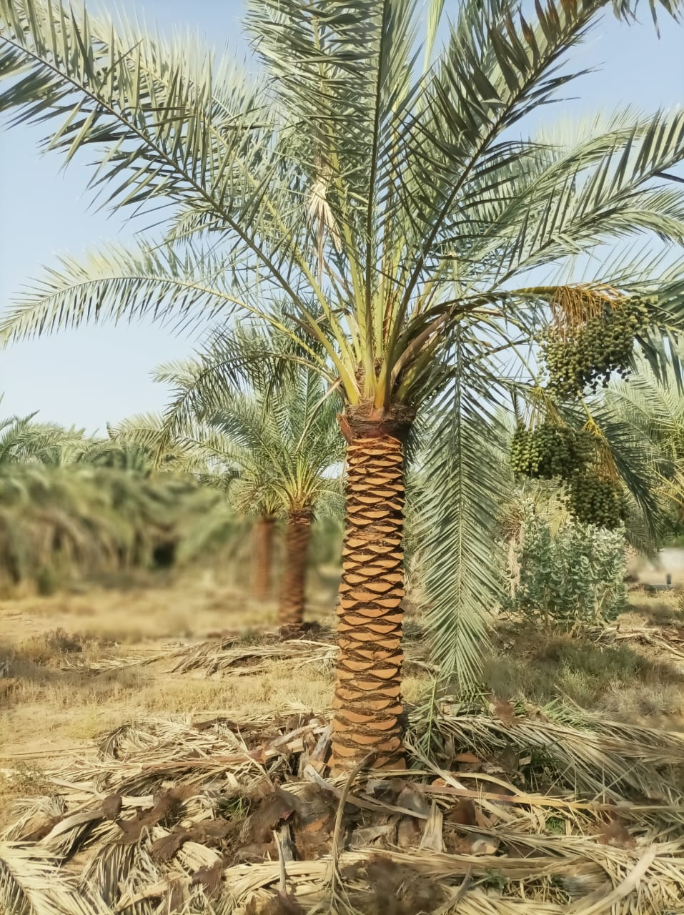 Date Palm - Plant Studio LLC