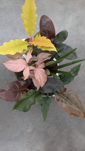 Mixed Plants