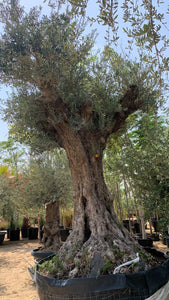 Olive Tree Old Trunk 4 meters+
