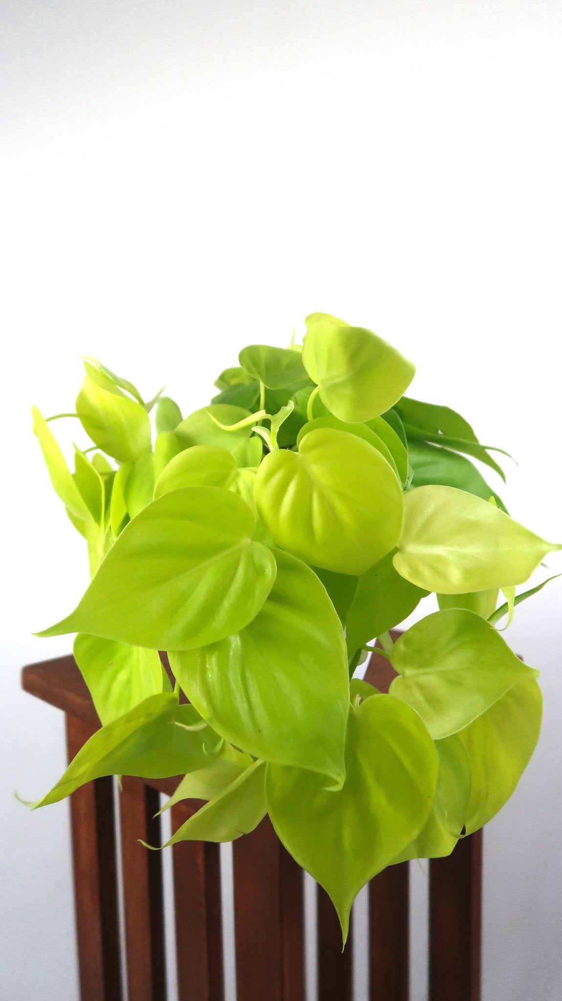 Philodendron Micans Lime