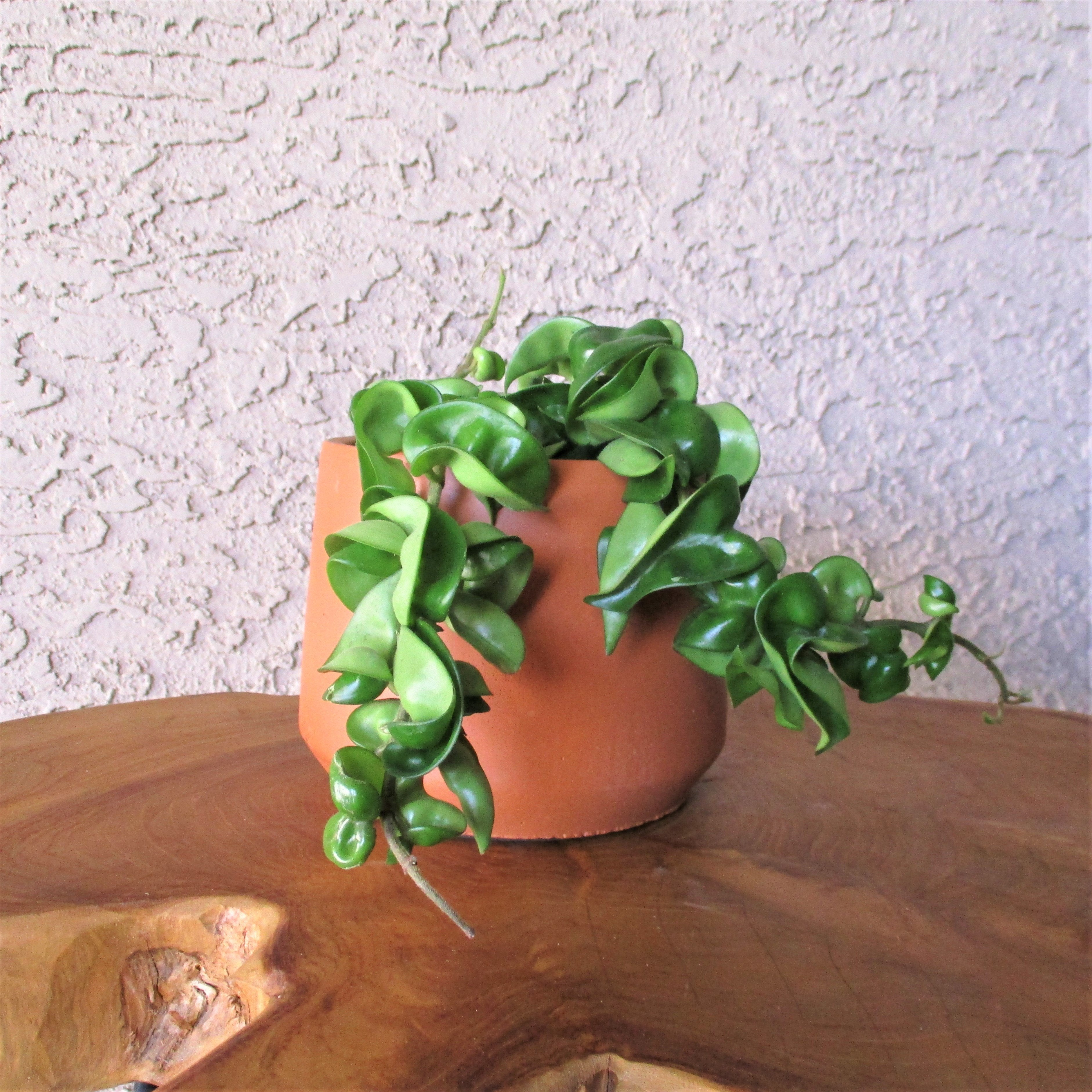 Hoya rope clearance plant