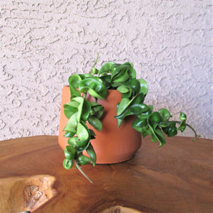 Hoya Carnosa Compacta 'Hindu Rope'