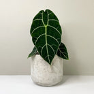 Alocasia Watsoniana - Plant Studio LLC