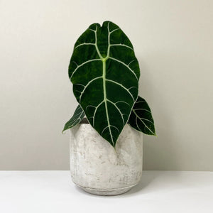 Alocasia Watsoniana