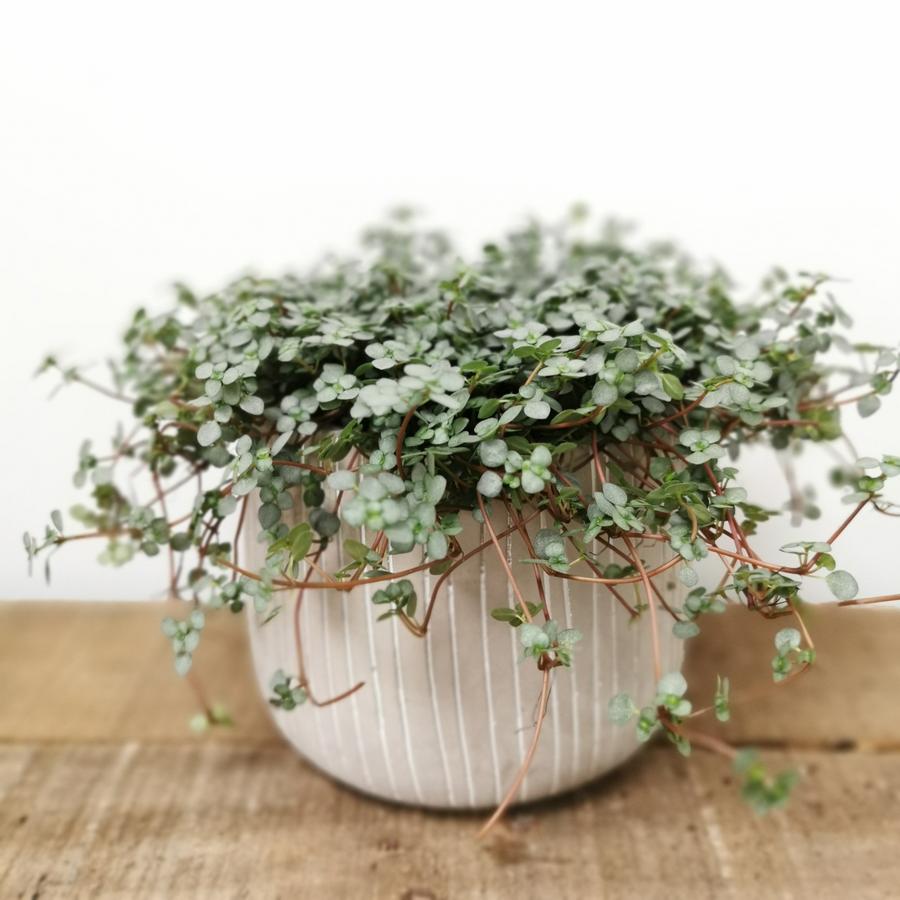 Pilea Glauca Greysy 'Silver Sparkle' - Plant Studio LLC