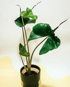 Alocasia Stingray - Plant Studio LLC