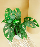 Monstera Adansonii - Plant Studio LLC