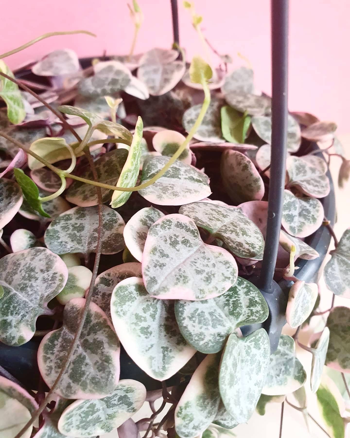 Ceropegia Woodii Marlies 'Variegated String of Hearts' - Large - Plant Studio LLC