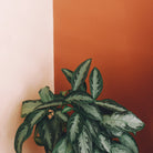 Aglaonema Silver Bay - Plant Studio LLC