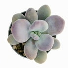 Pachyphytum Oviferum - Plant Studio LLC