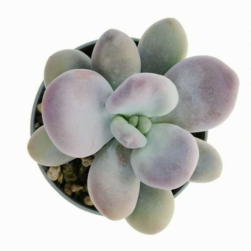 Pachyphytum Oviferum - Plant Studio LLC