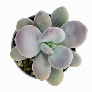 Pachyphytum Oviferum