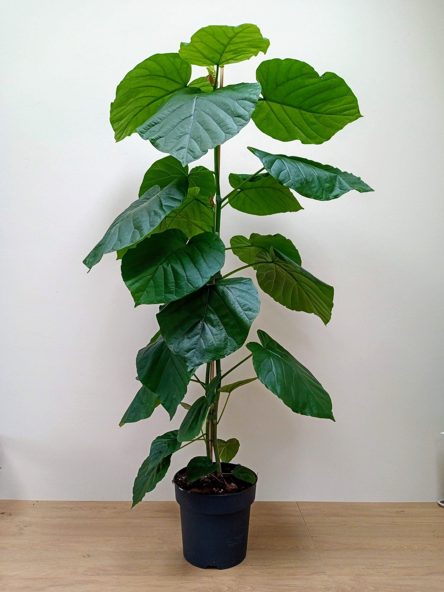 Ficus Umbellata - Plant Studio LLC