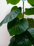 Ficus Umbellata - Plant Studio LLC