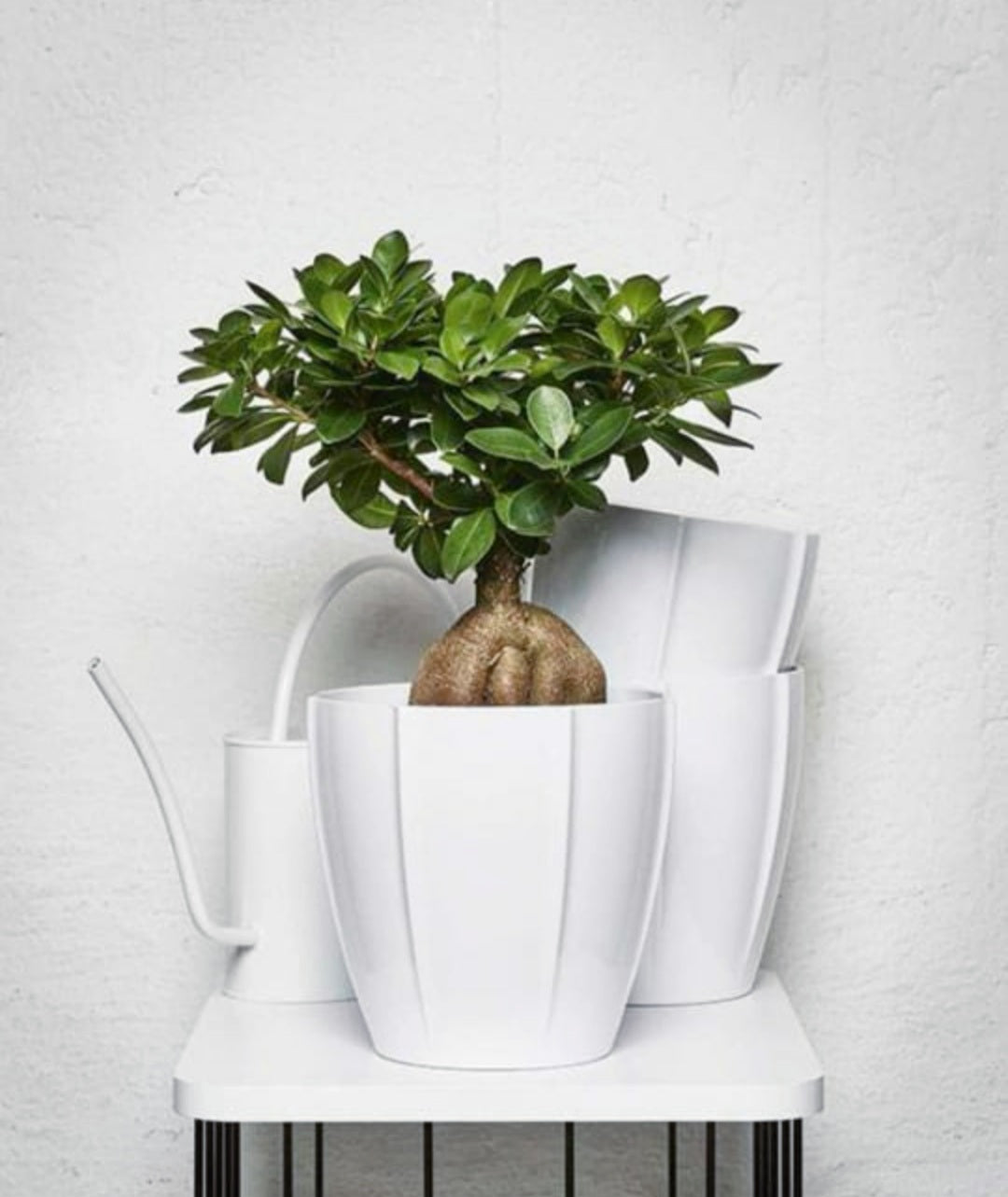 Bonsai