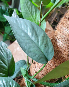 Epipremnum Pinnatum 'Cebu Blue' in Moss Pole