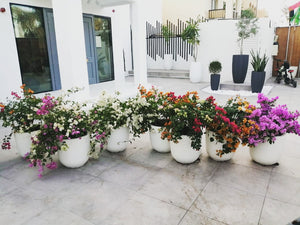 Bougainvillea