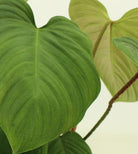 Philodendron Fuzzy Petiole - Plant Studio LLC