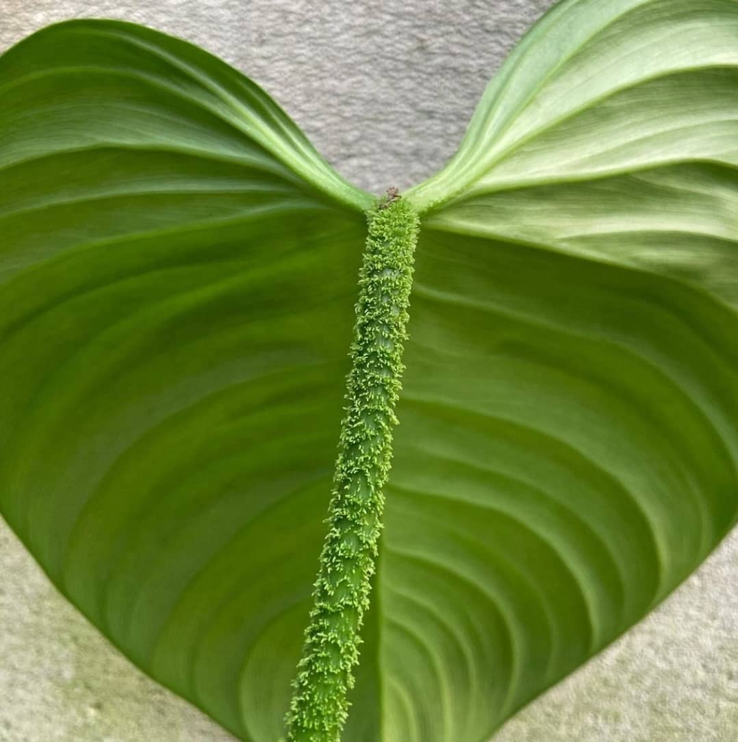 Philodendron Fuzzy Petiole