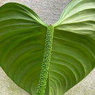 Philodendron Fuzzy Petiole - Plant Studio LLC