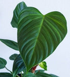 Philodendron Fuzzy Petiole - Plant Studio LLC