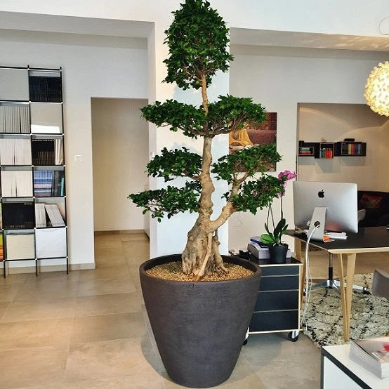 Ficus Microcarpa Bonsai Multiheads 'Single' - Plant Studio LLC