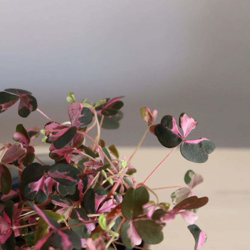 Rare Oxalis Vulcan Pink - Plant Studio LLC