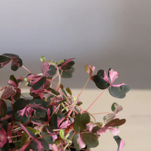 Rare Oxalis Vulcan Pink